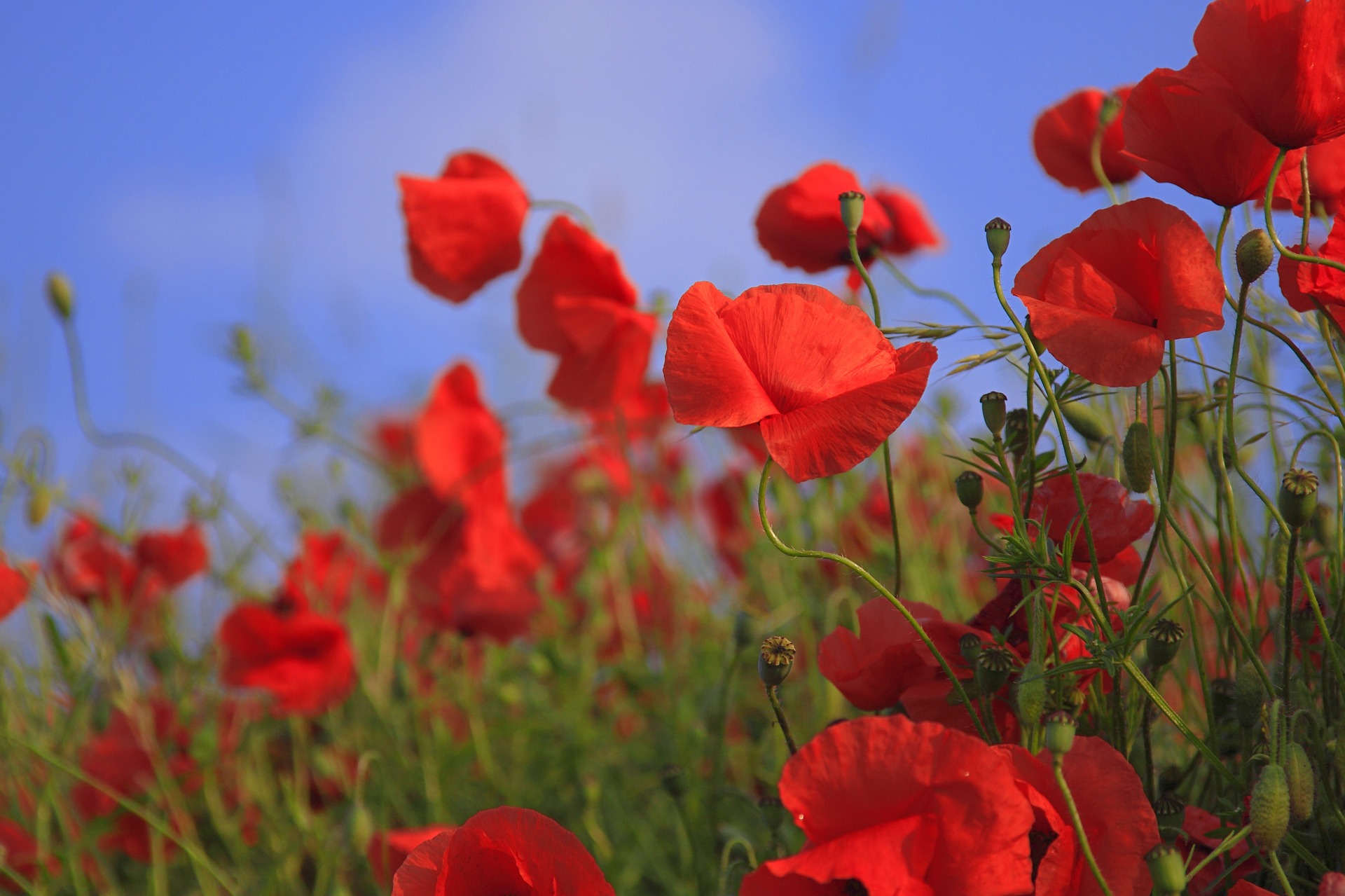 Memorial Day and the Resiliency of the Red Poppy